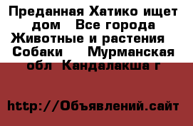 Преданная Хатико ищет дом - Все города Животные и растения » Собаки   . Мурманская обл.,Кандалакша г.